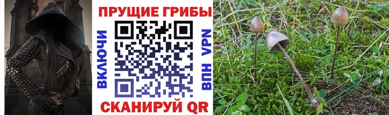 где купить наркоту Канск Галлюциногенные грибы MAGIC MUSHROOMS